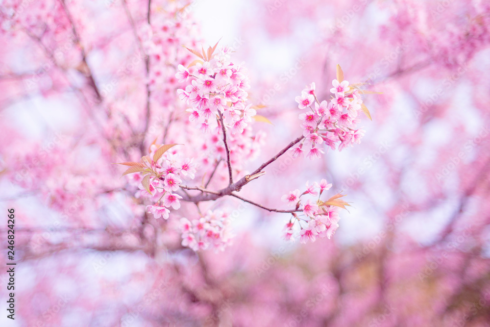 thailand Sakura pink flower in ChiangRai, Thailand thailand Sakura pink flower in ChiangRai, Thailand