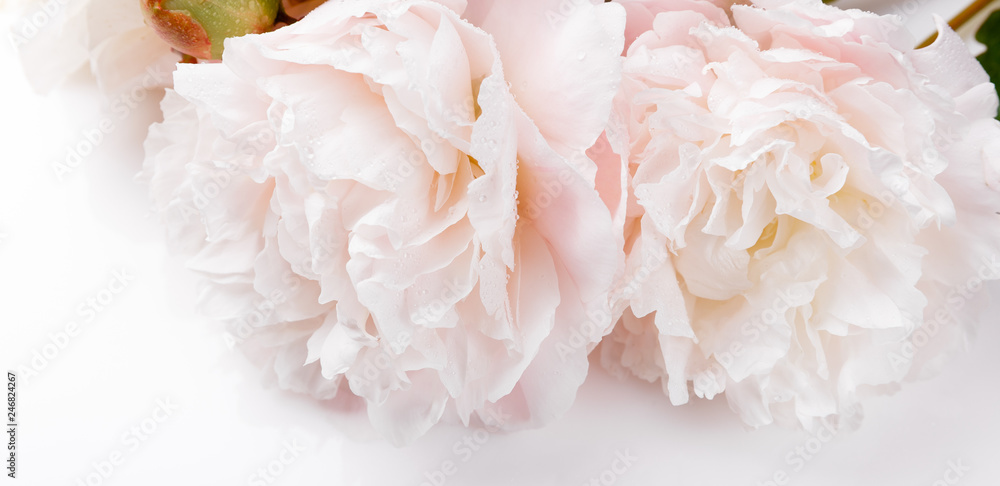 Romantic banner, delicate white peonies flowers close-up. Fragrant pink petals Romantic banner, delicate white peonies flowers close-up. Fragrant pink petals