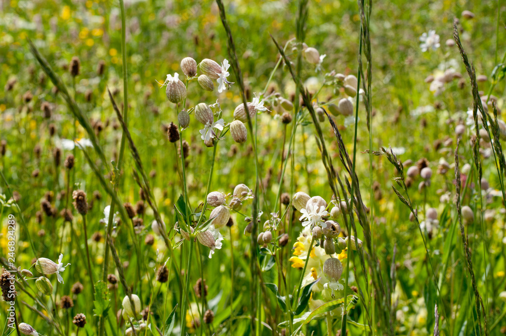 Obraz premium Blossoming grass