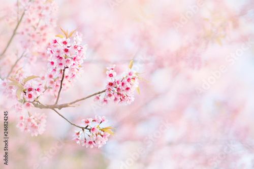 Wild Himalayan Cherry or Thai sakura pink background sky at ChiangRai ,Thailand, Soft focus © mrpratan