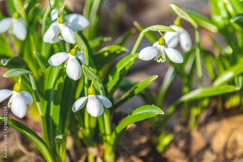 Wallpaper Mural Spring sunny day in the forest, Easter picture Torontodigital.ca