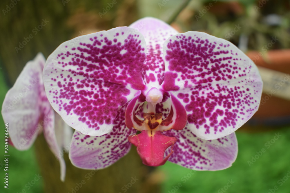 ORQUIDEAS 11