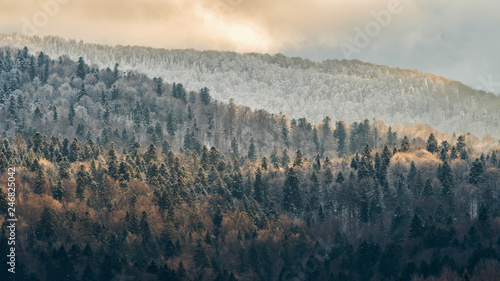 Fototapeta Naklejka Na Ścianę i Meble -  Beautiful winter mountain landscape. Forest in the rays of the setting sun. Bieszczady Mountains. Poland