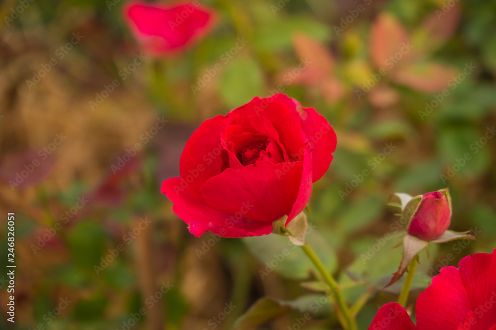 Fototapeta premium red roses