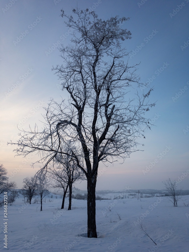 and tree in winter and blue sky and tree in winter and blue sky