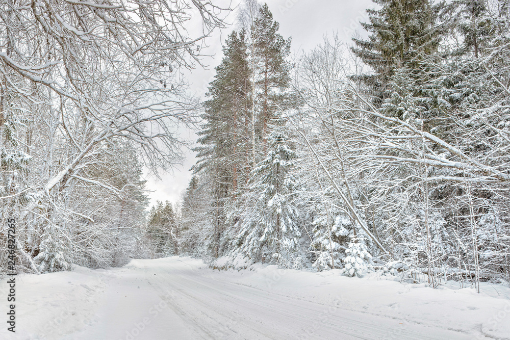 Snowy gravel road, Forested Landscape in Winter, Latvia Snowy gravel road, Forested Landscape in Winter, Latvia