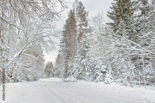 Snowy gravel road, Forested Landscape in Winter, Latvia