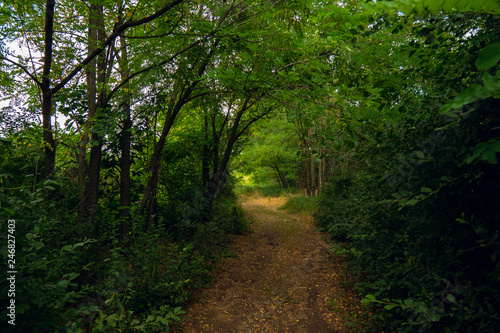 Forest Path