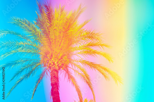 Fototapeta Naklejka Na Ścianę i Meble -  Feathery palm tree on sky background toned in vibrant saturated rainbow neon pastel colors. Surrealistic funky style. Tropical beach vacation wanderlust. Card poster flyer party invitation template