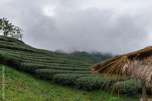 Amazing landscape view of tea plantation in sunset time.