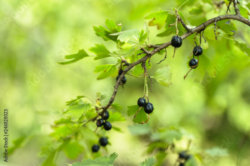 the black currant berries on a Bush close-up photo