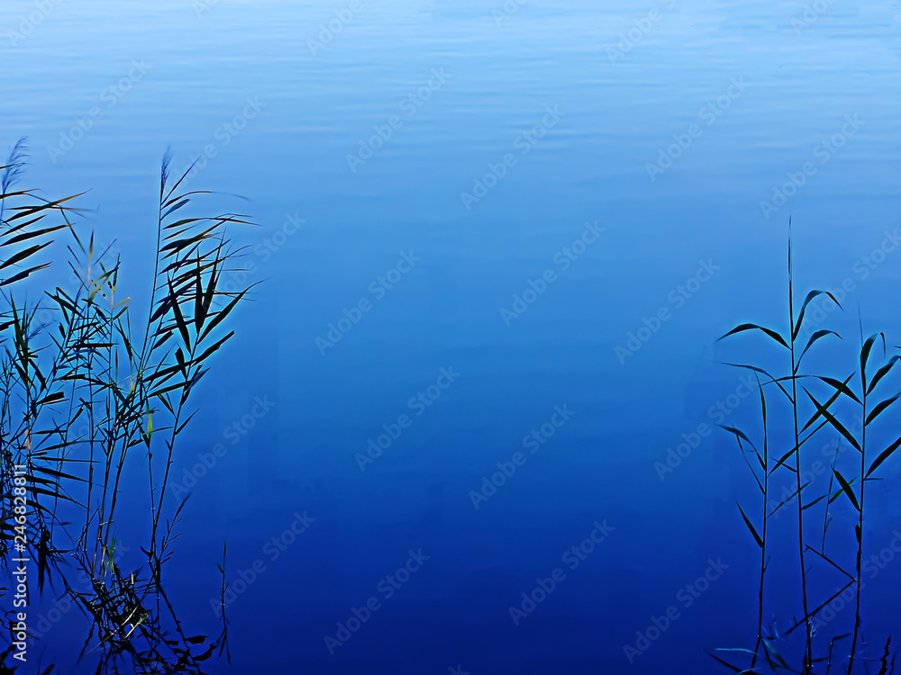 calm clear water with plants around the edges in Warsaw, Poland calm clear water with plants around the edges in Warsaw, Poland