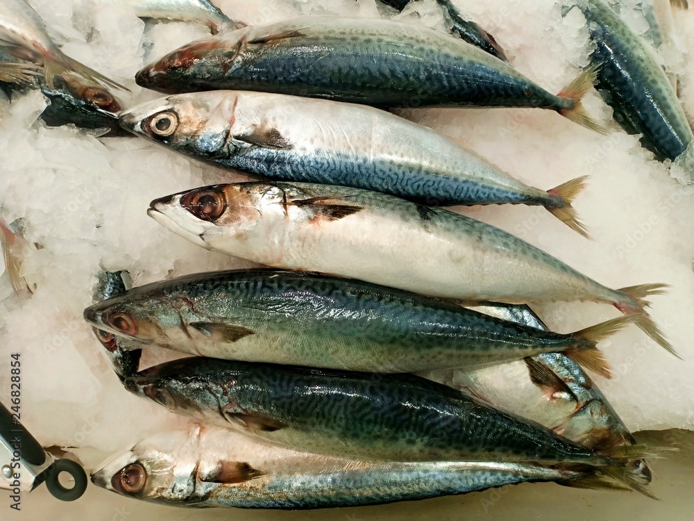 Obraz premium Saba fish from Thailand 