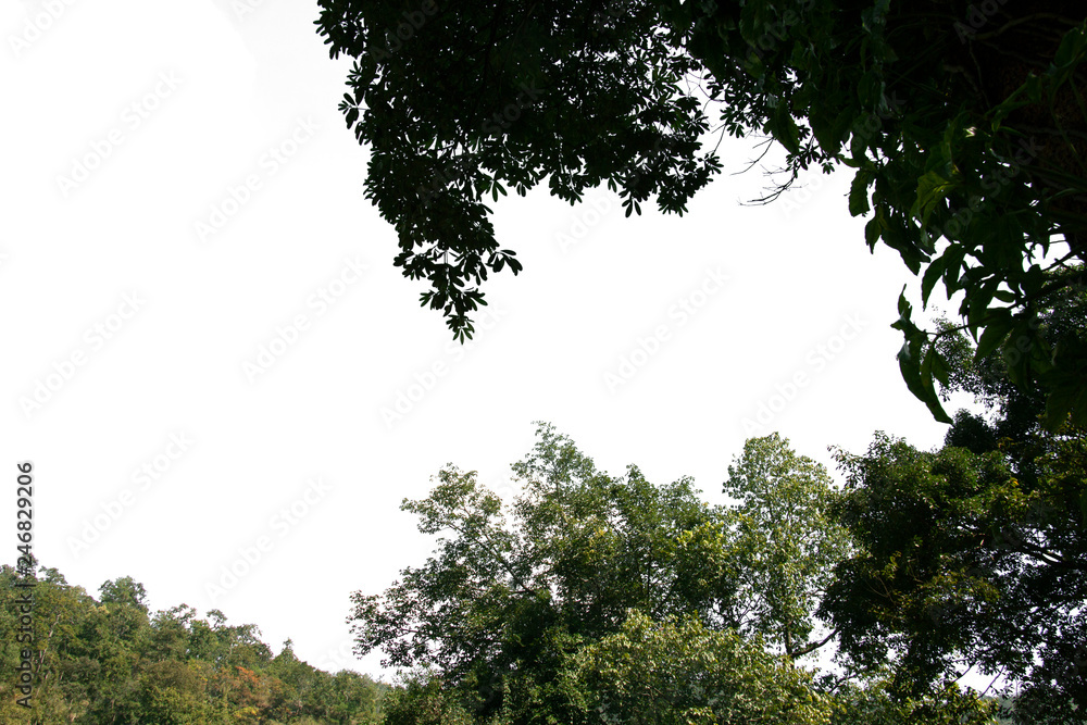 Obraz premium green tree isolated on white background