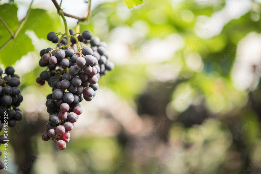 The beautiful black grape image in the food concept garden The beautiful black grape image in the food concept garden