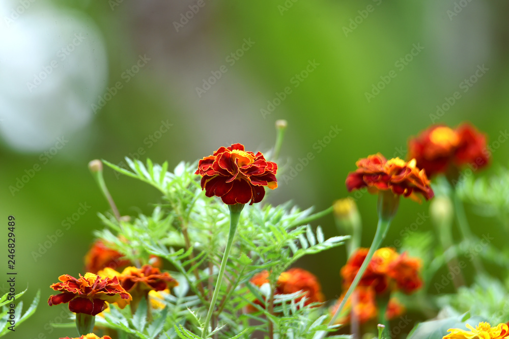 maroon flowers on a green expanse of leaves in the garden maroon flowers on a green expanse of leaves in the garden