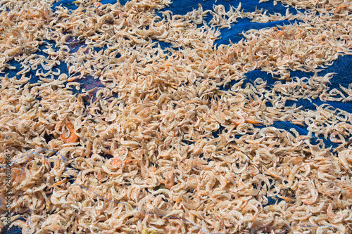Close up of Sun-dried salted shrimp
