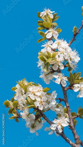 Smartphone HD wallpaper of appleblossom in spring