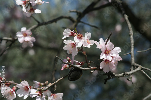 Pink almond blossoms in springtime