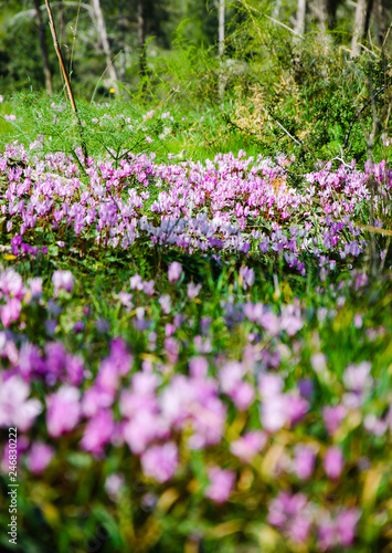 Cyclamen flowers in forest. Spring background. Selective focus.