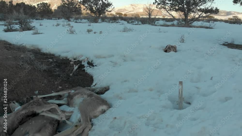 Aerial-Pulling back low over burial pit for dead deer that have been killed on the highway. Aerial-Pulling back low over burial pit for dead deer that have been killed on the highway.
