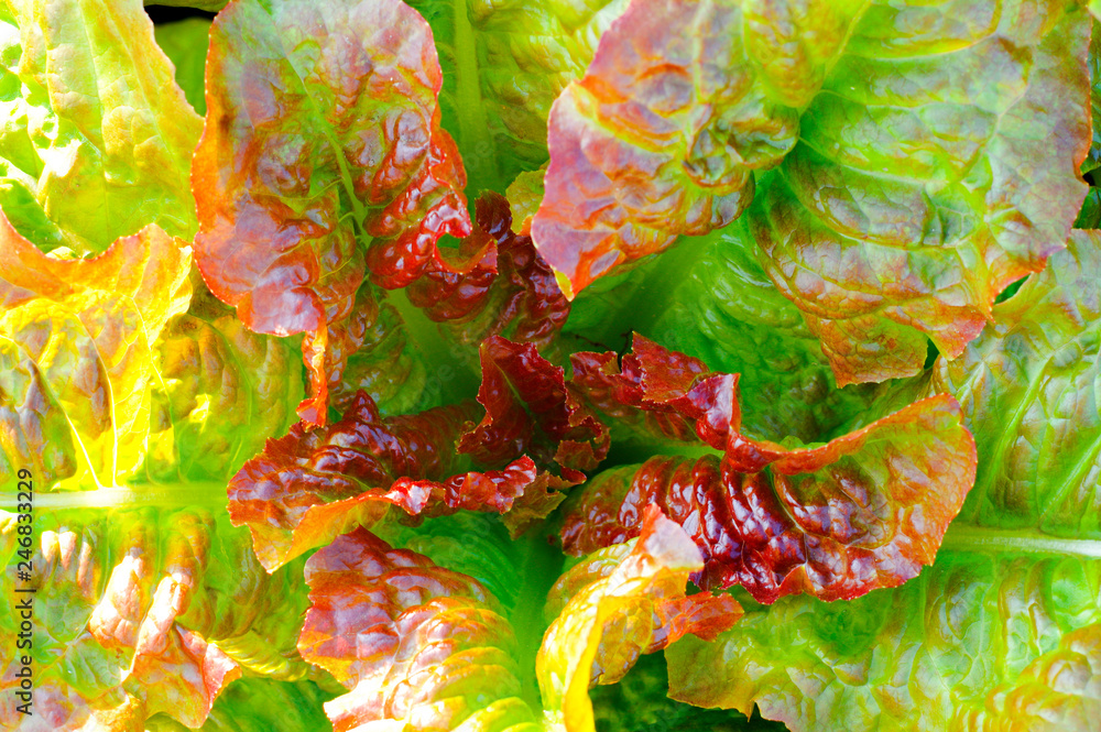 green and purple lettuce leaves, close-up