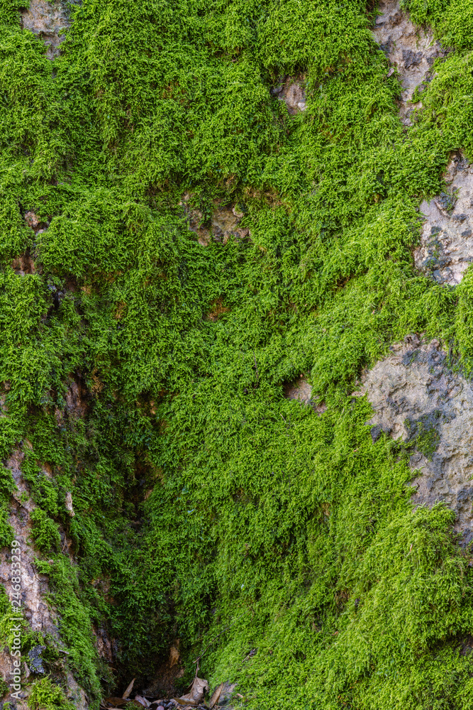 Green moss on tree trunk