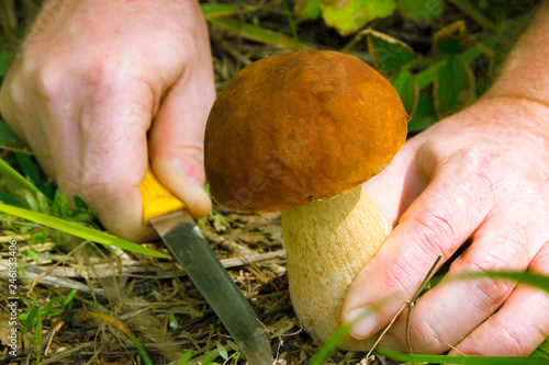 man's hands cut edible mushroom in the forest