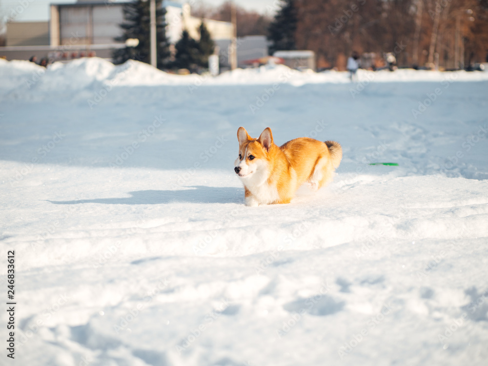 welsh corgi dog playing in winter park