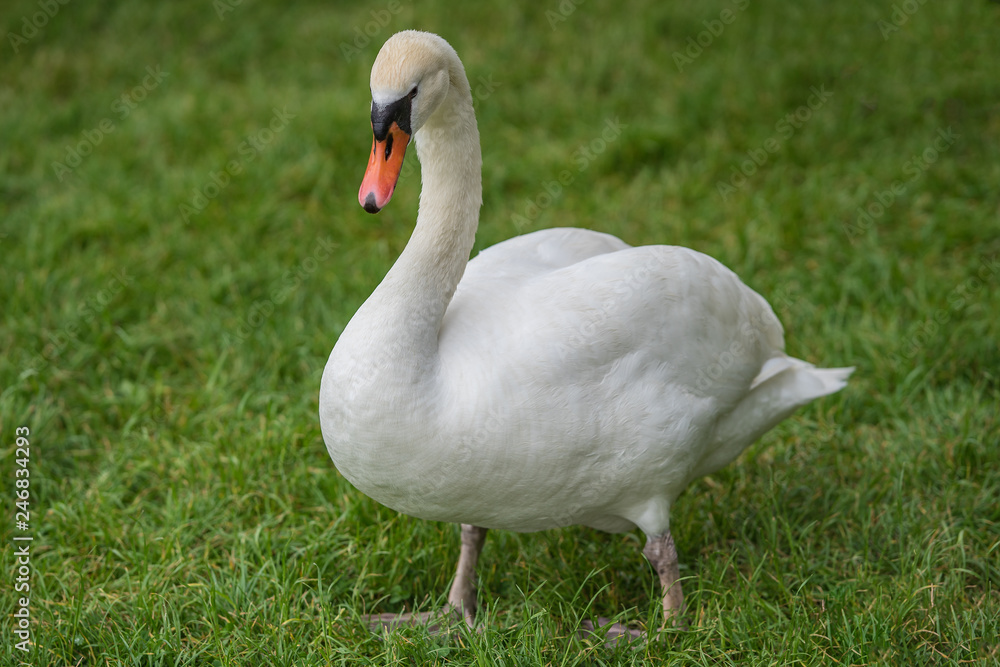 Picture of baby swan cygnets in the grass with their family Picture of baby swan cygnets in the grass with their family