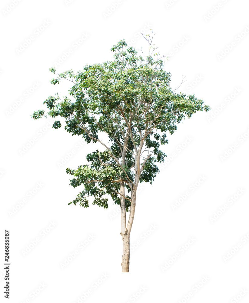 tree isolated on white background tree isolated on white background