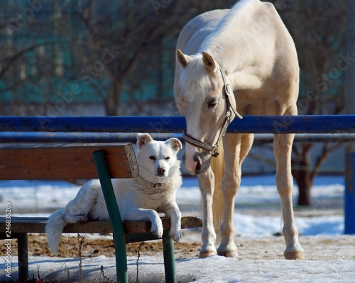 Two friends horse and dog