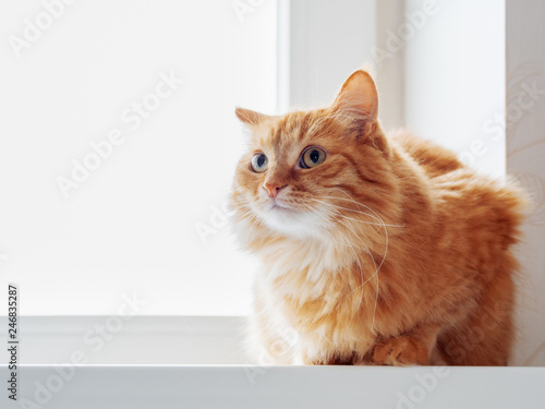 Cute ginger cat siting on window sill and waiting for something. Fluffy pet looks curious. © Konstantin Aksenov