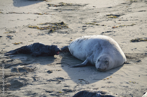 Elephant seal and pup on the beach