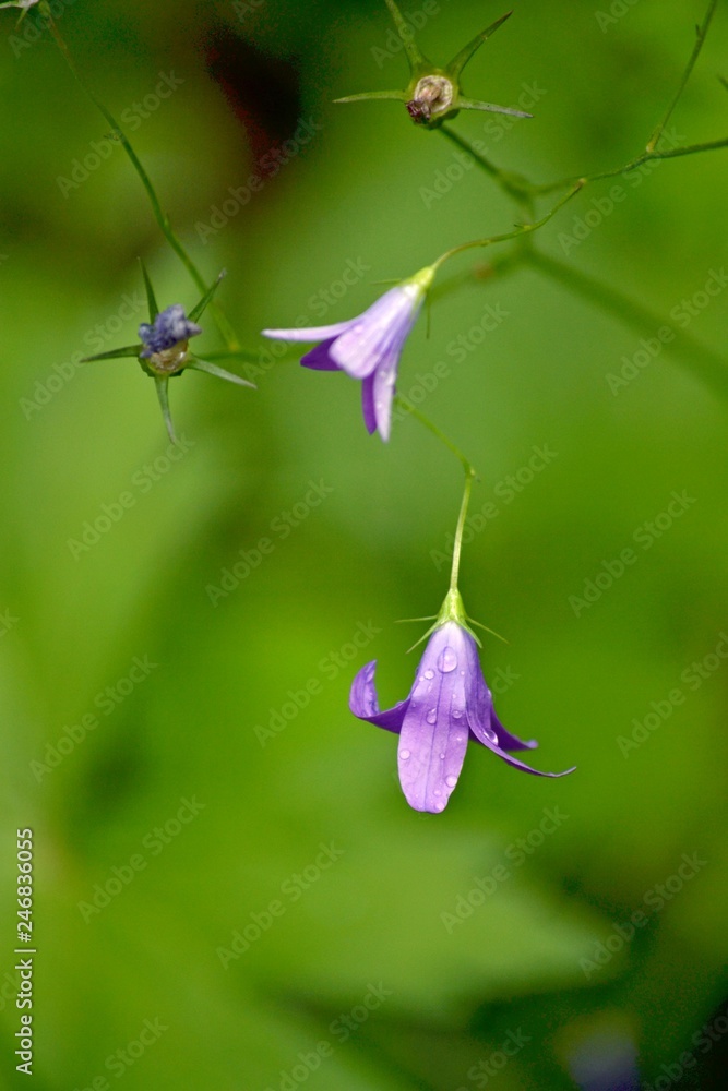 Forest bell Forest bell