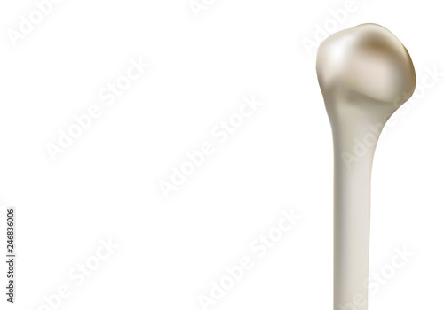 Precise medical 3D images of human shoulder bones
