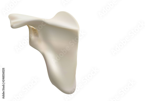 Precise medical 3D images of human shoulder bones