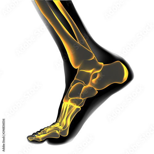 Visualization of bones of foot.