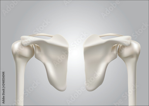 Precise medical 3D images of human shoulder bones