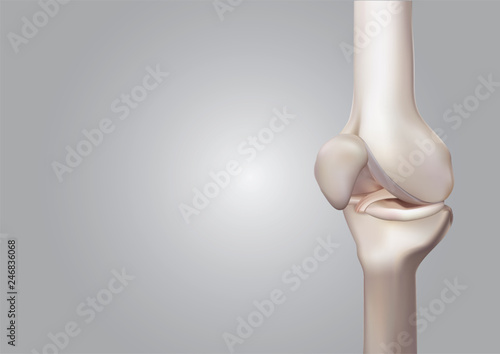 3D rendering, illustrations of human and medical knee science