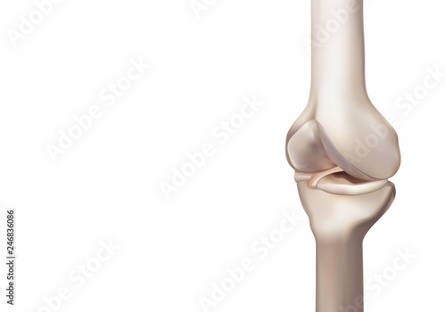 3D rendering, illustrations of human and medical knee science