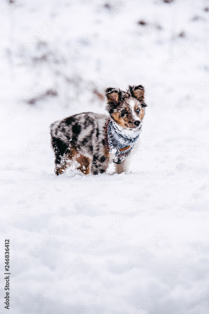 Beautiful Australian Shepherd Puppy in the snow