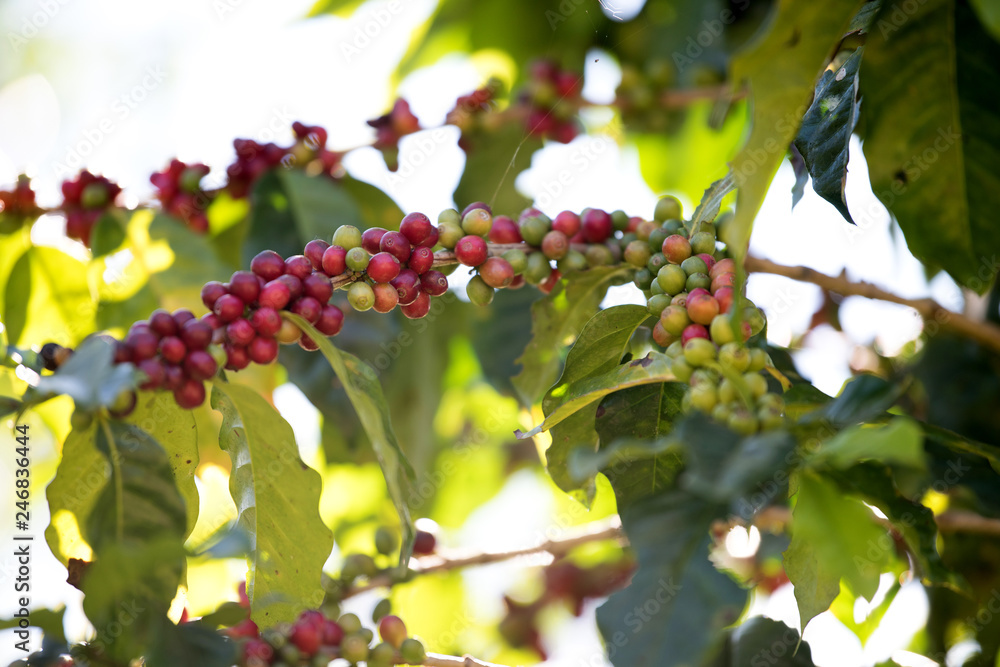 Coffee bean berry ripening on coffee farm Coffee bean berry ripening on coffee farm