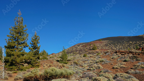 Endemic vegetation at Teide National Park, the unusual landscape of Montaña Samara, with views towards Pico del Teide, Pico Viejo, Las Cuevas Negras and open pine forests, Tenerife, Canary Islands
