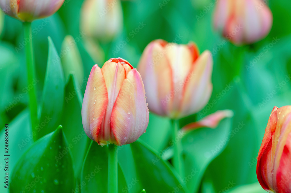 Pink tulips with blurred pattern background Pink tulips with blurred pattern background