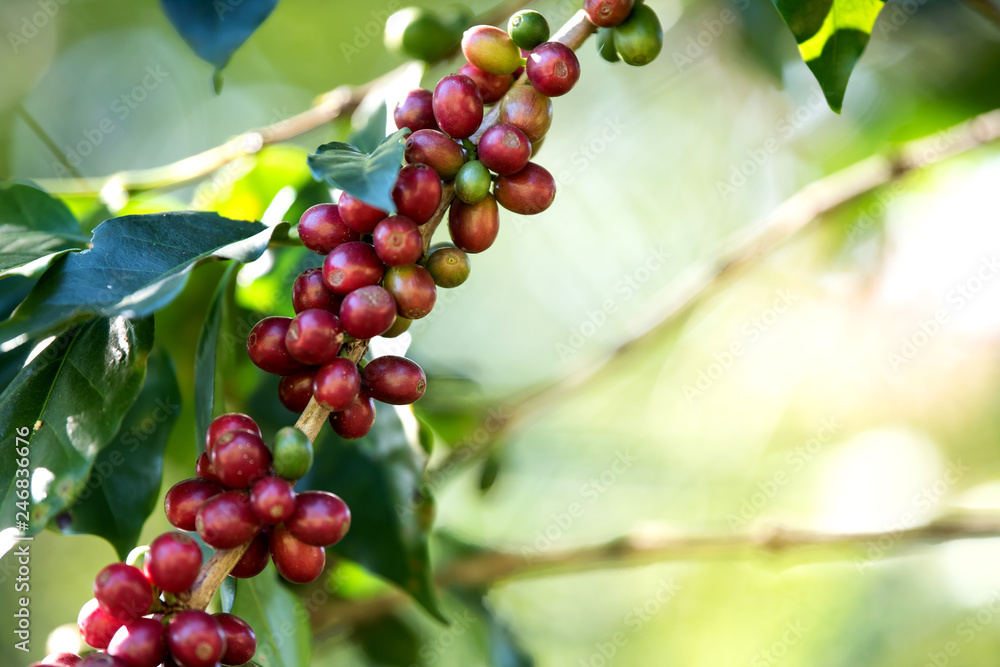 Coffee bean berry ripening on coffee farm Coffee bean berry ripening on coffee farm