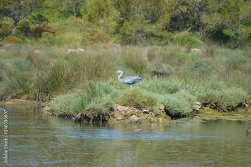 heron relaxed