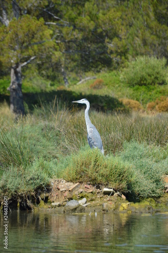 heron alert portrait