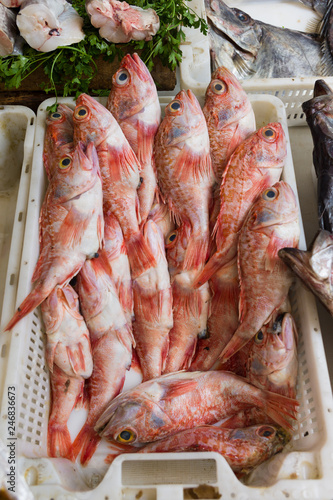 Fresh red fish in a plastic box