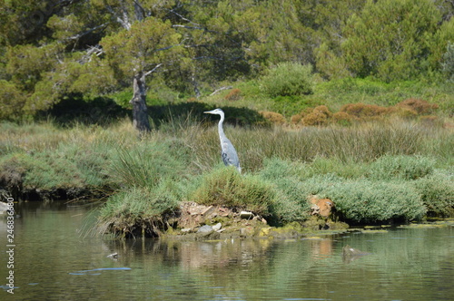 heron alert landscape